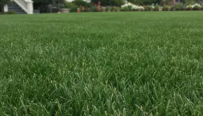 Close-up of freshly mowed grass blades showing precise cuts and vibrant turf in San Francisco, CA lawn care
