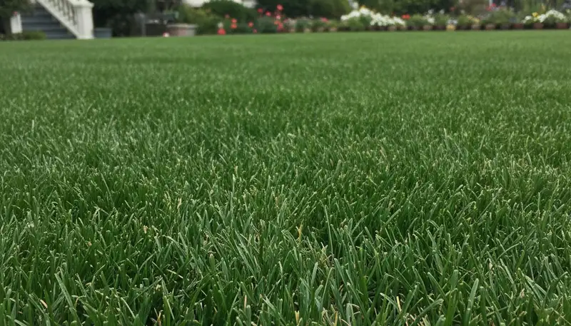 Close-up of freshly mowed grass blades showing precise cuts and vibrant turf in San Francisco, CA lawn care