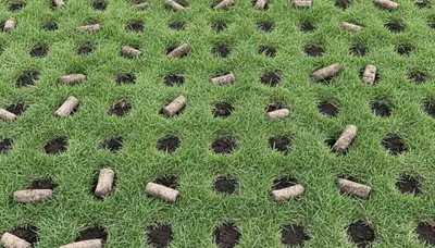 Close-up of soil core plugs from professional lawn aeration on a San Francisco, CA lawn